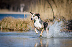 running Louisiana Catahoula Leopard Dog