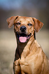 Louisiana Catahoula Leopard Dog Portrait