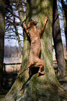 Louisiana Catahoula Leopard Dog climbs on tree