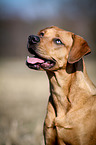 Louisiana Catahoula Leopard Dog Portrait