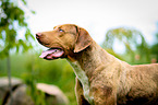 Louisiana Catahoula Leopard Dog Portrait