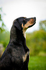 Louisiana Catahoula Leopard Dog Portrait