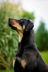 Louisiana Catahoula Leopard Dog Portrait