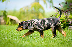running Louisiana Catahoula Leopard Dog