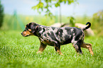running Louisiana Catahoula Leopard Dog