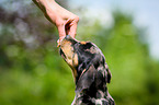 Louisiana Catahoula Leopard Dog Portrait