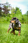 standing Louisiana Catahoula Leopard Dog