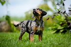 standing Louisiana Catahoula Leopard Dog