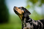 Louisiana Catahoula Leopard Dog Portrait