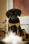 sitting Louisiana Catahoula Leopard Dog