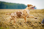 running Louisiana Catahoula Leopard Dog