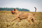 running Louisiana Catahoula Leopard Dog