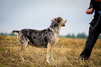 Louisiana Catahoula Leopard Dog