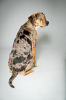 sitting Louisiana Catahoula Leopard Dog