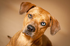Louisiana Catahoula Leopard Dog Portrait