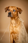 Louisiana Catahoula Leopard Dog Portrait