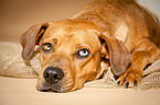 lying Louisiana Catahoula Leopard Dog