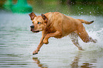 running Louisiana Catahoula Leopard Dog