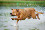 running Louisiana Catahoula Leopard Dog