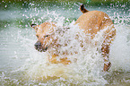 running Louisiana Catahoula Leopard Dog