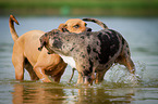 playing Louisiana Catahoula Leopard Dogs