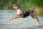 running Louisiana Catahoula Leopard Dog