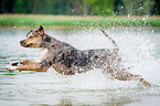 running Louisiana Catahoula Leopard Dog