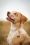 Louisiana Catahoula Leopard Dog Portrait