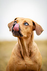 Louisiana Catahoula Leopard Dog Portrait