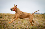 running Louisiana Catahoula Leopard Dog