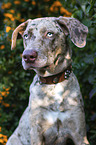 sitting Louisiana Catahoula Leopard Dog