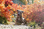 lying Louisiana Catahoula Leopard Dog