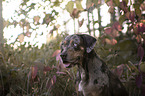 Louisiana Catahoula Leopard Dog portrait
