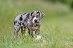 Louisiana Catahoula Leopard Dog Puppy