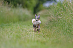 Louisiana Catahoula Leopard Dog Puppy