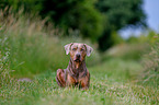 lying Louisiana Catahoula Leopard Dog