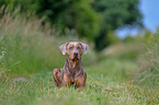 lying Louisiana Catahoula Leopard Dog