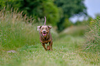 running Louisiana Catahoula Leopard Dog