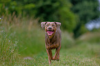 running Louisiana Catahoula Leopard Dog