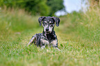 lying Louisiana Catahoula Leopard Dog