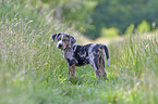 Louisiana Catahoula Leopard Dog Puppy