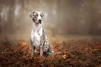 sitting Louisiana Catahoula Leopard Dog