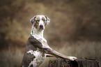 Louisiana Catahoula Leopard Dog