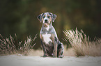 Louisiana Catahoula Leopard Dog Puppy