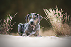 Louisiana Catahoula Leopard Dog Puppy