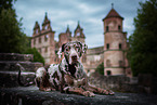 lying Louisiana Catahoula Leopard Dog