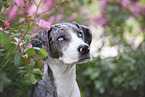 female Louisiana Catahoula Leopard Dog