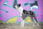 female Louisiana Catahoula Leopard Dog