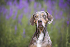 female Louisiana Catahoula Leopard Dog