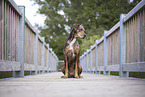 female Louisiana Catahoula Leopard Dog